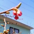 20060304_1302_000.jpg