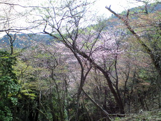 20060422sakura.jpg