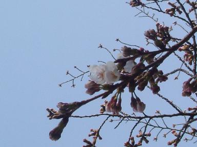 sakura06321.JPG