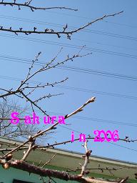 sakura2.JPG